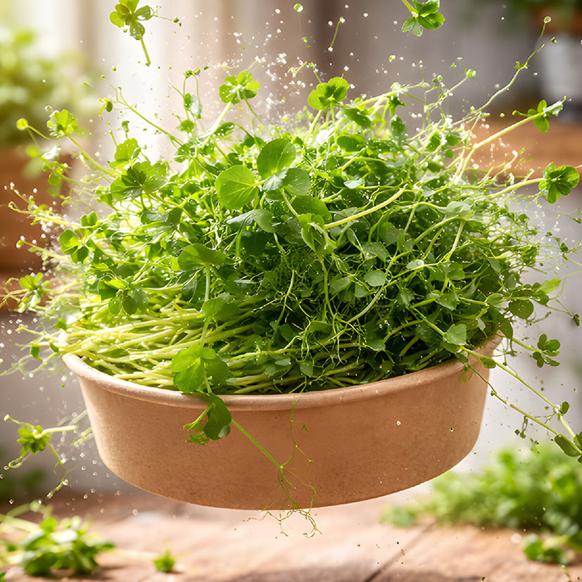 A dynamic shot of fresh MOĆNO peas microgreens bursting from a floating round eco-bowl, with water droplets.