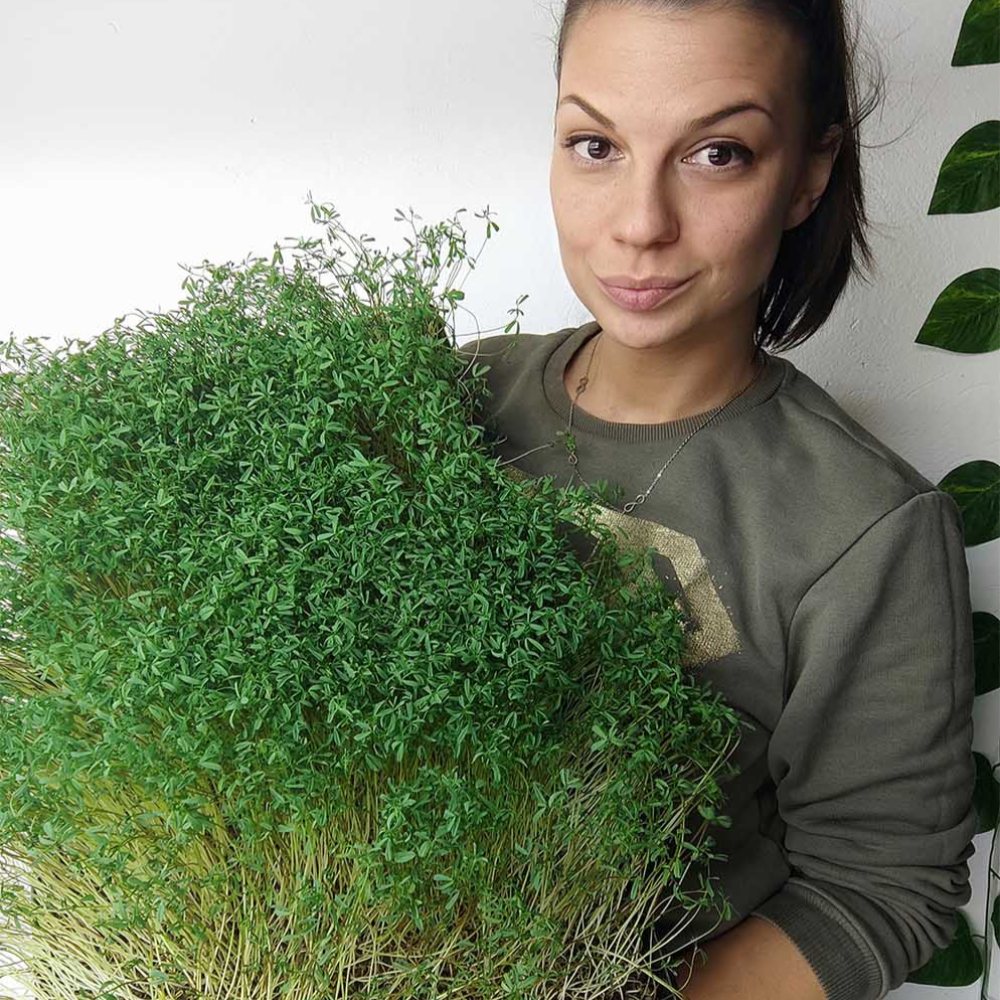 Članica MOĆNO tima drži veliku posudu svežeg mikrobilja graška, spremnog za dostavu restoranima i kupcima