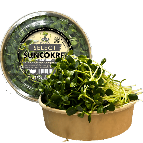 MOĆNO Select Sunflower microgreens in sustainable packaging - large, crunchy shoots rich in protein and omega fatty acids.