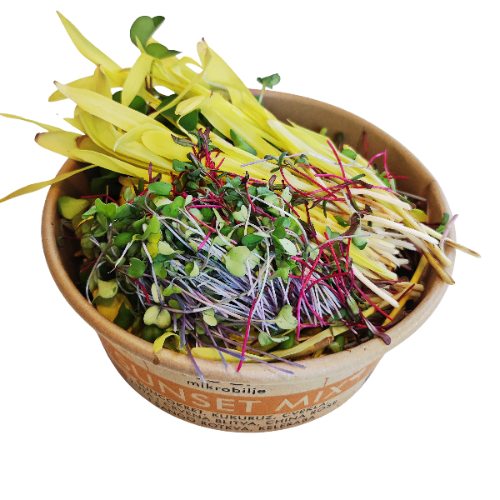 Detaljan krupan plan otvorene posude Sunset Mix-a. Jasno se vidi kontrast između jarko žutih izdanaka kukuruza i suncokreta sa intenzivnim crvenim tonovima cvekle i sango rotkve.