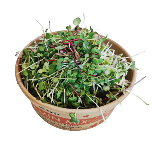Detailed close-up of the open packaging where sango radish microgreens and delicate green leaves of broccoli and red chard, rich in vitamins A, C, and E, are clearly visible.