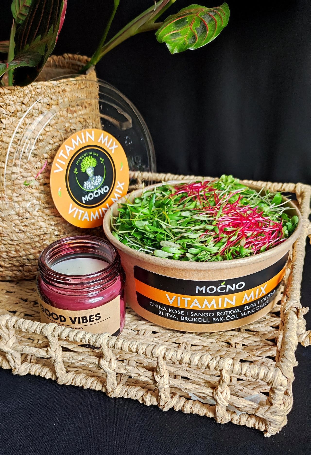 MOĆNO Vitamin Mix mikrobilje u ekološkoj posudi sa vidljivim izdancima sango rotkve, brokoliija i suncokreta.