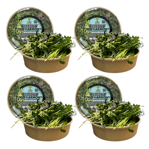 MOĆNO Select - Trio Harmony