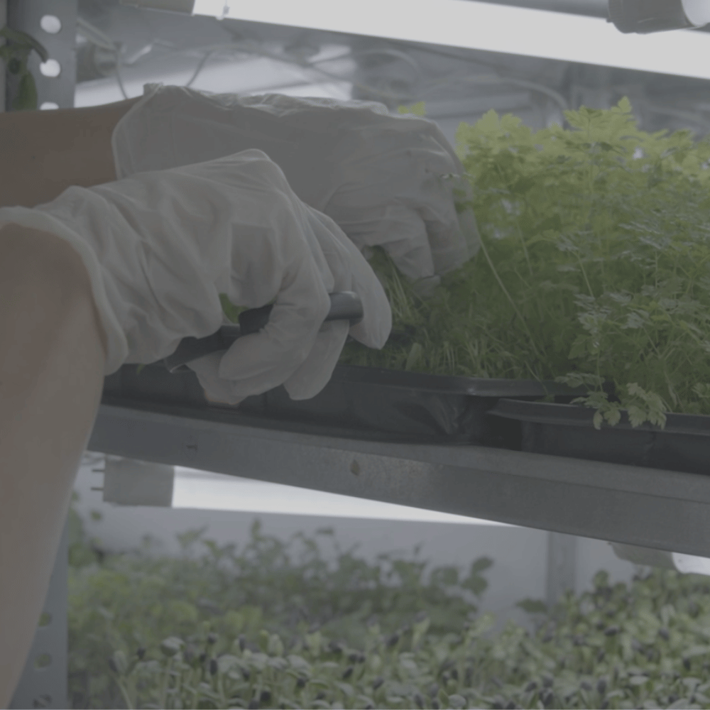 Unutrašnjost MOĆNO vertikalne farme sa IoT kontrolisanim osvetljenjem za optimalan rast mikrobilja.