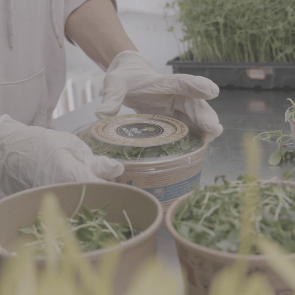 Packaging of fresh MOĆNO microgreens in biodegradable packaging ready for Saturday delivery.