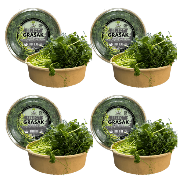 MOĆNO Select Grašak mikrobilje u ekološkom pakovanju - prikaz četiri kutije - dugački, dekorativni izdanci bogati vlaknima i vitaminima A i C.