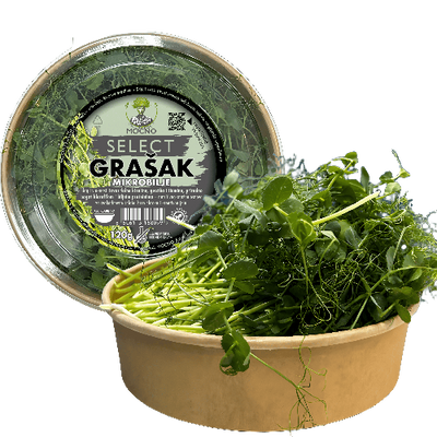 MOĆNO Select Pea microgreens in eco-friendly packaging - long, decorative shoots rich in fiber and vitamins A and C.