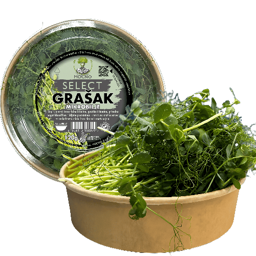 MOĆNO Select Pea microgreens in eco-friendly packaging - long, decorative shoots rich in fiber and vitamins A and C.