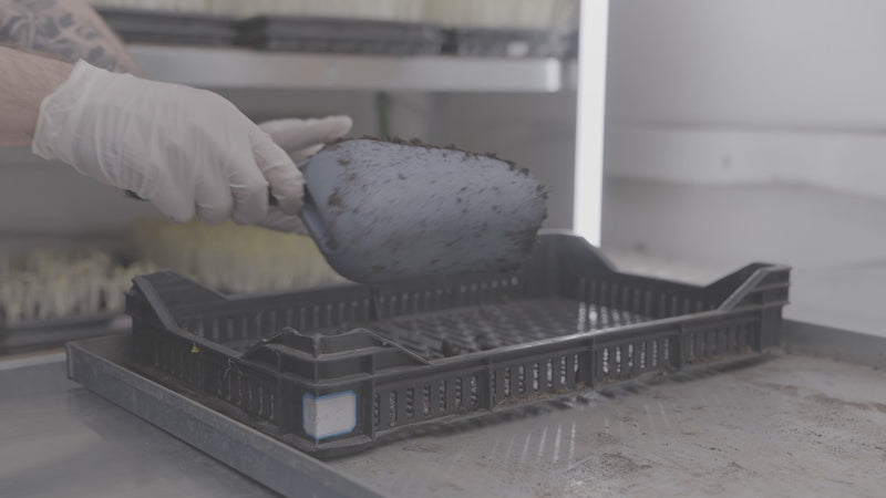 Mocno proces sadnje mikrobilja vertikalna farma. Prikaz pripreme podloge i precizne sadnje semena mikrobilja u kontrolisanim uslovima MOĆNO urbane farme.